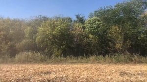 ХТЗ и дискатор Родогост Маш 6на 2