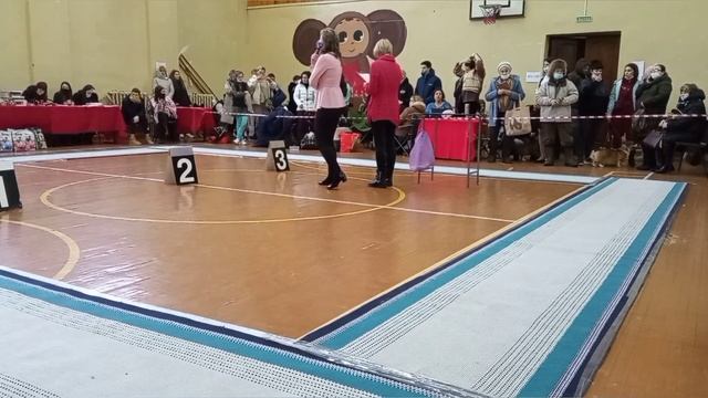 Подготовка ВЕО к показу на выставке. Вы можете это сделать самостоятельно.