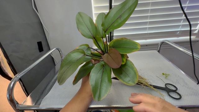 From Emersed to Submerged: Amazon Sword! смотреть онлайн