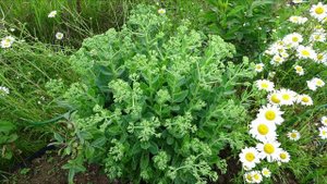 Очиток / Sedum