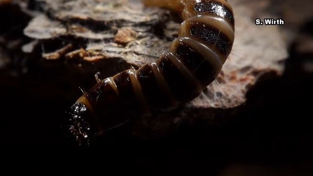 Larva of an Elaterid Beetle in Siberia смотреть онлайн