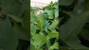 Батат, выращиваем в Крыму.