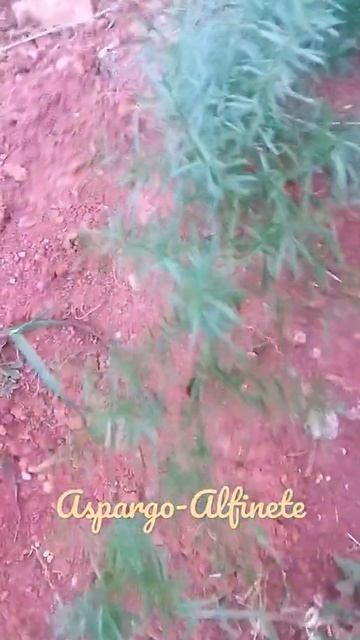 Aspargo-Alfinete/Nome Ciêntífico:(Asparagus densiflorus) (Kunth) Jessop.[Ler Descrição] смотреть онлайн