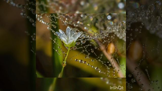 Спостереження за ранковою росою. смотреть онлайн