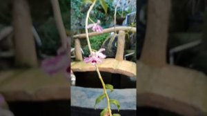 Dendrobium anosmum 'Touch of Class'