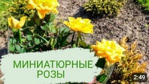 ЧТО Я СДЕЛАЛА С МИНИАТЮРНЫМИ РОЗАМИ. 14.10.2023г.