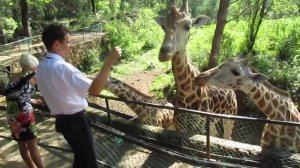 В ДАЛЕКОЙ ТЕПЛОЙ АФРИКЕ ПЯТНИСТЫЕ ЖИРАФИКИ! КОРМЛЮ ЖИРАФОВ В НАЦИОНАЛЬНОМ ПАРКЕ КЕНИИ. MOMBASA ZOO.