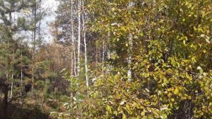 Жили в юрте у леса. Ангарск. сентябрь 2024