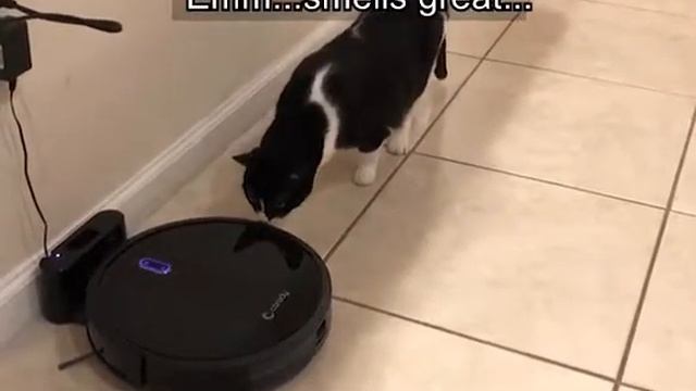 Robotic vacuum cleaner lights up the cat Coredy robot R500+ mop & vacuum смотреть онлайн
