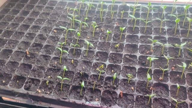 РАССАДА НА 16 ФЕВРАЛЯ. смотреть онлайн