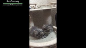 Сибирские котята Забава и Знайка   RusFantasy