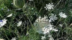 Красивые цветы.