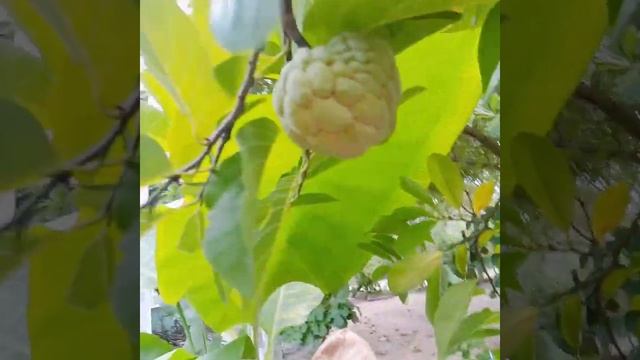 Cây mãng cầu (quả na)được 3 năm❤ смотреть онлайн