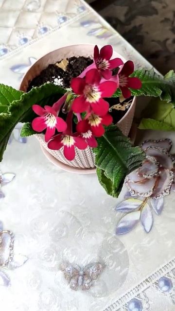 🌸Стрептокарпус-род травянистых растений семейства Геснериевые. В нем насчитывается 134 вида #цветы