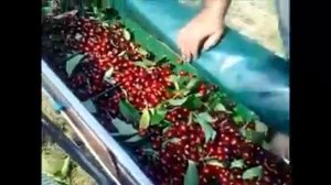 Как собирают урожай черешни в Израиле
