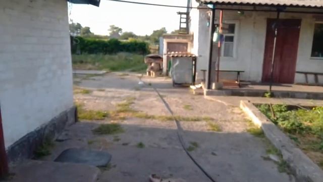 Попрошу матушку Светлану, чтобы помогла пристроить щенков