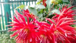 Георгина игольчатые 🌹