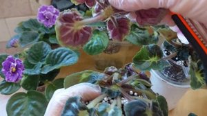 Фиалочные будни:Пасынки на фиалках