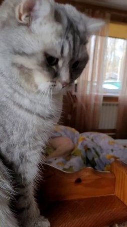 С чувством выполненного долга 😼