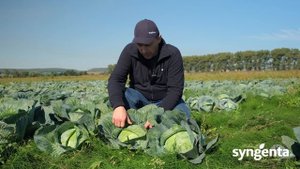 Капуста Агрессор, Профессор, Саксесор.🥬 Призначення, відмінності та переваги💭