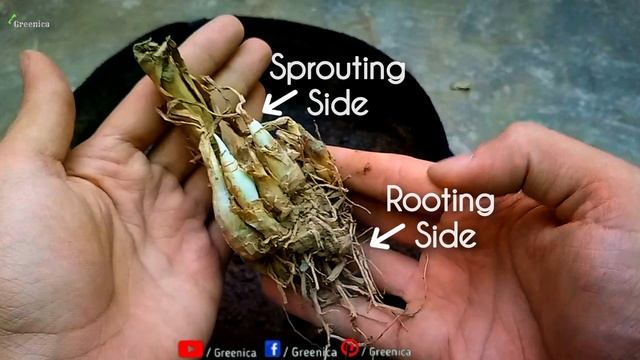 How to Grow Tuberose Flower Bulbs at Home? (WITH UPDATES)