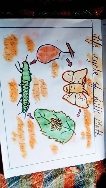 life cycle of silkmoth #trending #short# viral# смотреть онлайн