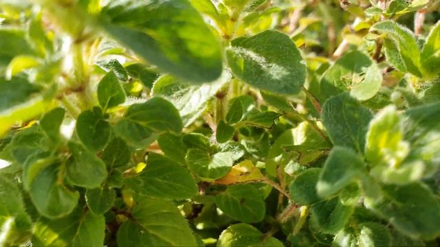 Чем заняться в самоизоляции. Дачный участок в Германии. Божьи коровки. 4K 3840x2160 (60fps) видео смотреть онлайн