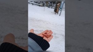 Голодные птички в Петергофе