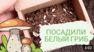 САЖАЕМ МИЦЕЛИЙ БЕЛЫХ ГРИБОВ. 4.10.2023г.