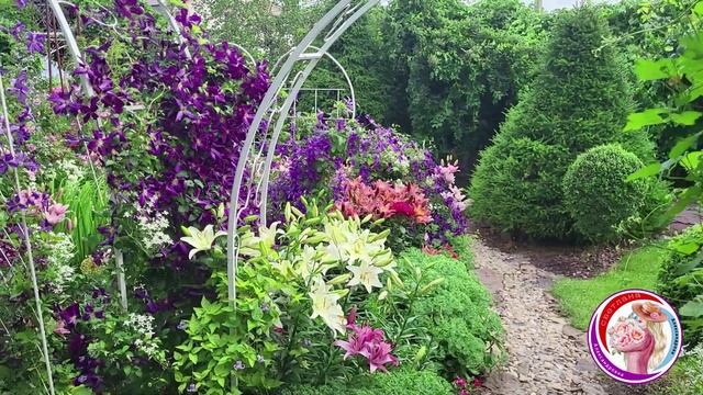 Клематис Жакмана Пурпурея. смотреть онлайн