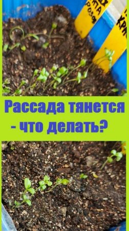 Когда МЕЛКАЯ РАССАДА ЦВЕТОВ СИЛЬНО ТЯНЕТСЯ - что я делаю в таком случае?