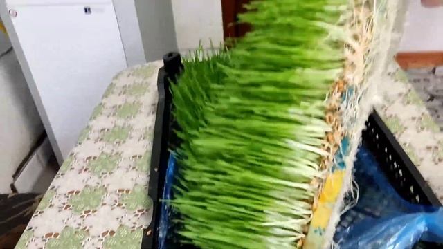 Прорастила пшеницу за семь дней без земли. 🦜🐔🐦🐓🐱