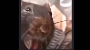 ТЫ ТОЧНО ЭТОГО НЕ ВИДЕЛ! | ПОПРОБУЙ НЕ ЗАСМЕЯТЬСЯ ЧЕЛЛЕНДЖ | ЛУЧШИЕ МЕМЫ ЧАСТЬ 21