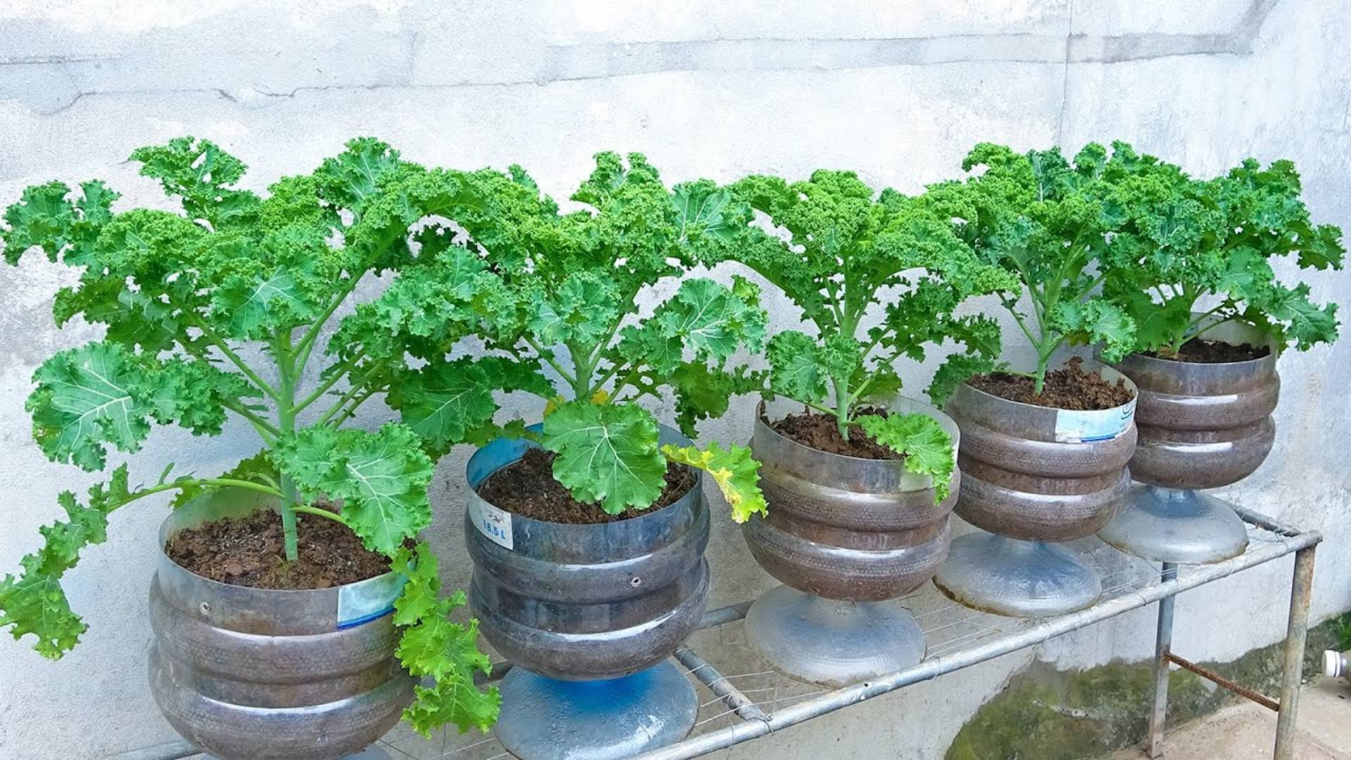 Легкое и высокоурожайное выращивание кудрявой капусты в пластиковых контейнерах для начинающих