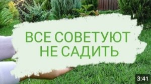 НЕСКОЛЬКО ЛЕТ МЕЧТАЛА ЭТО ПОСАДИТЬ. ВСЕ ГОВОРЯТ, ЧТО НЕ ВЫРАСТИТ. 3.10.2023г.