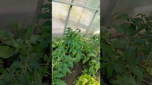 Формирование томатов в два стебля! Пасынок который нужно оставить!