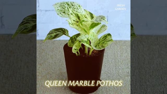 8 Varieties Of Pothos. #pothosplant #indoorplants #moneyplant #lowlightindoorplants #indoorplant