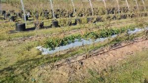 Состояние голубики и клубники на 09.05.23, произвожу первый полив и подкормку голубики и клубники.