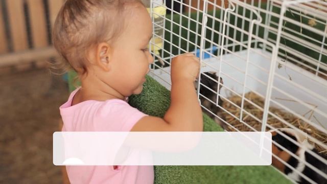 🐭 Где купить все необходимое для грызунов?