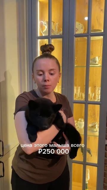 Щенок за 250 тысяч рублей. #схипперке #шипперке #schipperke #питомниксобак #продажащенков #собаки