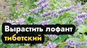 Лофант тибетский как вырастить - описание и свойства лофанта (Сибирь, Урал и Дальний Восток)
