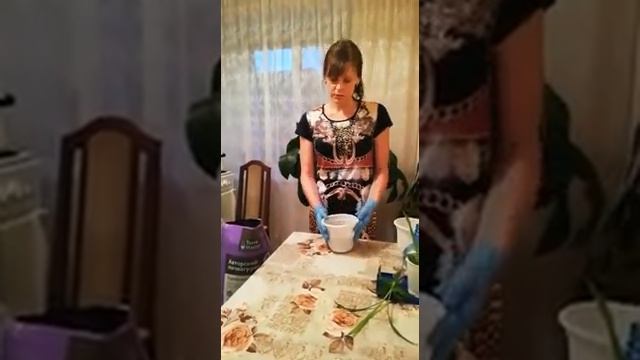 Пересадка комнатных растений
