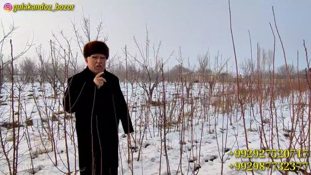 Павлония Интенсив Олма,Нок,Гилос,Бодом Ва Кучатлар Сотилади.Гулакандозда.