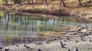 Платоновский парк