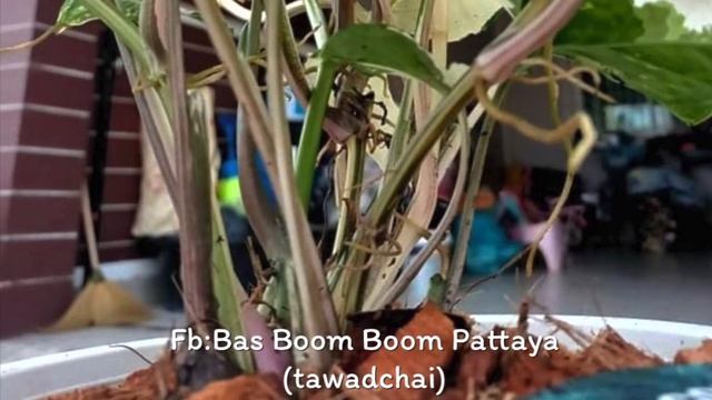 Syngonium albo variegated, 3จุดสังเกต‼️ เงินไหลมาด่างขาว ฮอลแลนด์ | สวนอุ่นดิน
