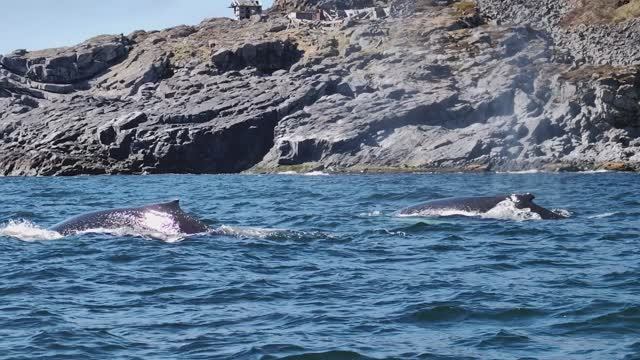 июньские киты 2024