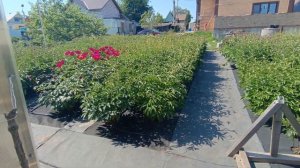 Как быстро растут пионы?