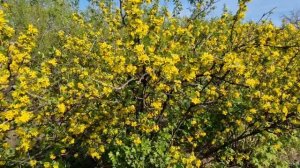 Смородина золотистая в период цветения, агротехника, достоинства культуры