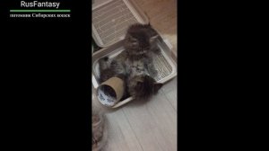Сибирские котята  RusFantasy —