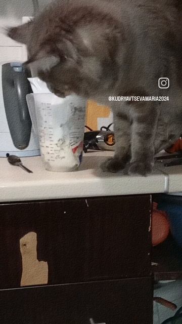 котик смотреть онлайн